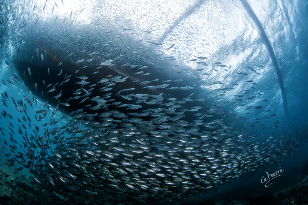 One of the many underwater photos that Wowie Wong has taken off Mactan in Cebu