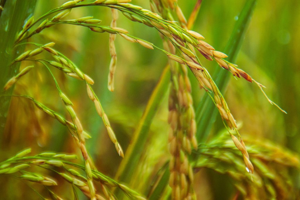 The big question is, is there enough vitamin A in Golden Rice?