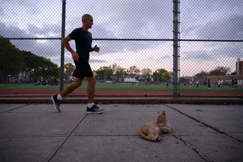 Andrea Marcato of Italy runs past a cat as he competes in the 'Self-Transcendence 3100 Mile Race', the world's longest certified foot race, in the Queens borough of New York on October 12, 2021